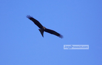নীল আকাশে উড়ছে চিল