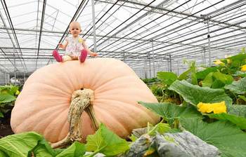 মানুষের চেয়ে বড়  আকারের কুমড়া!