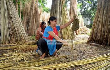 সোনালি আঁশ পাট সংগ্রহের কাজ চলছে