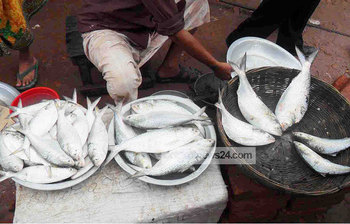 ধরা পড়ছে ঝাঁকে ঝাঁকে ইলিশ