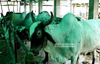 গাবতলীতে আসছে কোরবানির গরু