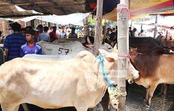 পিরোজপুরের গরুর সবচেয়ে বড় হাট