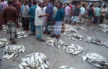 ইলিশের ছড়াছড়ি