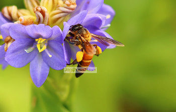 ছন্দময় প্রকৃতি