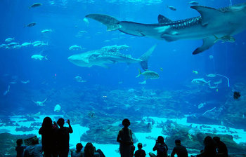 বিশ্বের সবচেয়ে বড় ৫টি অ্যাকুরিয়াম