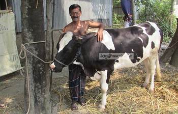 বাচ্চা প্রসব ছাড়াই দুধ দিচ্ছে যে গাভী