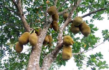 গাছে কাঁঠাল