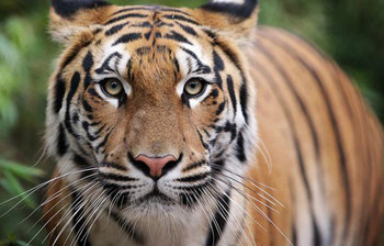 রয়েল বেঙ্গল টাইগার সম্পর্কে ৮টি অজানা তথ্য