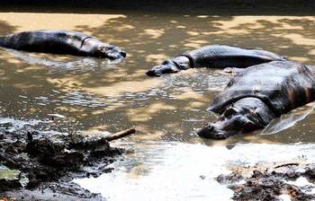 গরমে অস্থির চিড়িয়াখানার প্রাণী