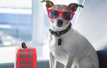 কুকুরের জন্য ফাইভ স্টার হোটেল!