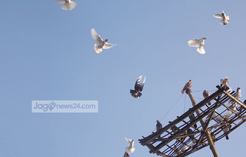 আকাশজুড়ে শান্তির পায়রা উড়ছে