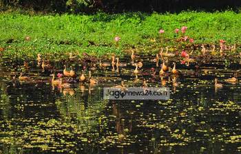 জাহাঙ্গীরনগরে শীতের অতিথি পাখি