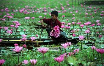 শাপলা ফোটা রূপসী বাংলাদেশ