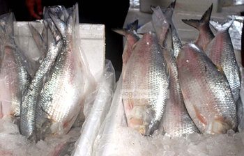 ইলিশে ভরেছে বাজার