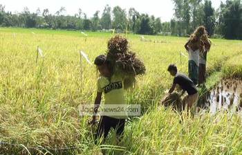 নতুন ধানে কৃষকের মুখে হাসি