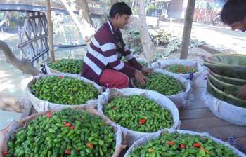 বোম্বাই মরিচ চাষে ভাগ্য বদল