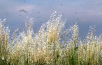 শরৎ জেগেছে শুভ্র কাশফুলে