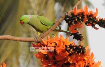 আগুন লাগা ফাগুনে