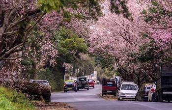 বিশ্বের ১০টি বৈচিত্রপূর্ণ ফুলের উৎসব