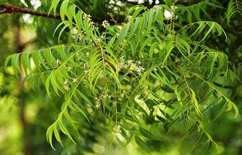 নানান রোগের ঔষধ নিমপাতা