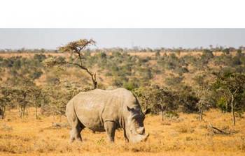 মারা গেল বিশ্বের শেষ উত্তরী শ্বেত গন্ডার ‘সুদান’