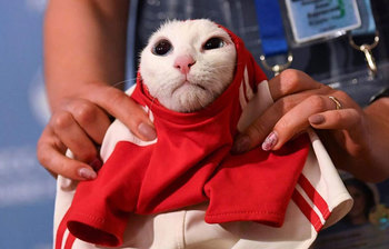 এবারের বিশ্বকাপে কে জিতবে, বলে দিচ্ছে অ্যাকিলিস