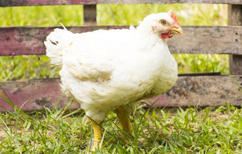 ব্রয়লার মুরগির মাংসের ৭টি ক্ষতিকর তথ্য জেনে নিন