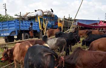 রাজধানীর আফতাব নগরে কুরবানির পশুর হাট
