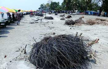 কুয়াকাটা সৈকতে যত্রতত্র গাছের গুড়ি