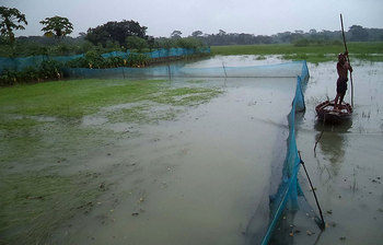 বৃষ্টি ও জলাবদ্ধতায় পিরোজপুরে আমন ধানখেতের ব্যাপক ক্ষতি