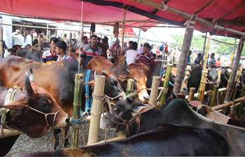 পিরোজপুরে জমে উঠেছে কোরবানির পশুর হাট