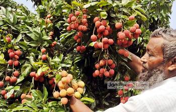 মধুমাসের রসালো লিচু
