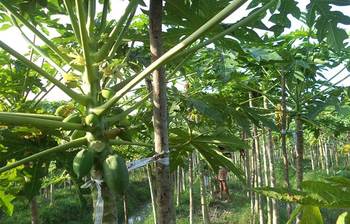 পেঁপে চাষ করে স্বাবলম্বী নাছির