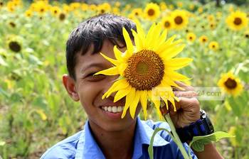 সূর্যমুখীর হাসি