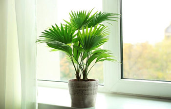 যেসব গাছ বাড়িতে না রাখাই ভালো