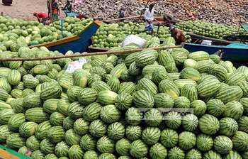 রাজধানীতে আসছে প্রচুর তরমুজ