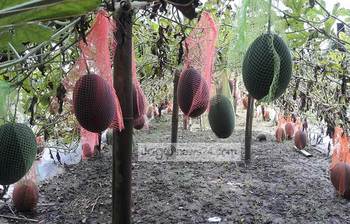 বারোমাসি বেবি তরমুজ চাষ করে বাম্পার ফলন