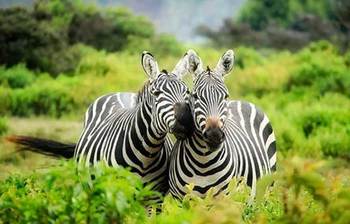 জেনে নিন জেব্রার গায়ে ডোরাকাটা দাগ থাকার কারণ