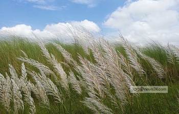 কাশফুলের সৌন্দর্যের রাজ্যে