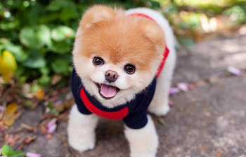 বিশ্বের সবচেয়ে দামি পোষ্য প্রাণী