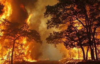 বিধ্বংসী আগুনে ছাই হচ্ছে পৃথিবীর ফুসফুস খ্যাত বন অ্যামাজন