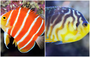 ছবিতে দেখুন বিশ্বের সবচেয়ে দামি ৭টি রঙিন মাছ