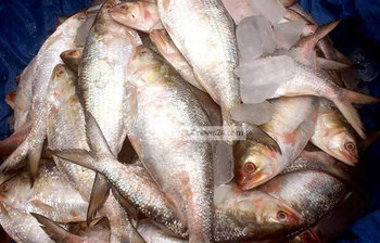 যেভাবে তাজা মাছ চিনবেন ও দীর্ঘদিন সংরক্ষণ করবেন