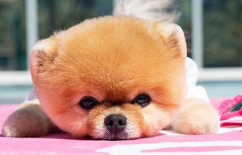 কোটি কোটি ভক্ত অনুরাগী যে পোষা প্রাণীর