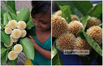 কদম ফুলে জীবিকা যাদের