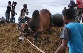 কেমন জমেছে আফতাব নগরে পশুর হাট
