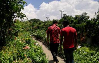 বৃক্ষমেলায় সবুজের সমারোহ