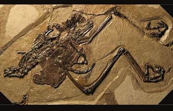 ১১ কোটি বছর আগের অন্তঃসত্ত্বা পাখির জীবাশ্ম রহস্য উদঘাটন