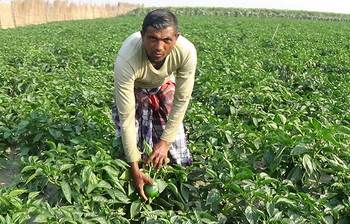 বিদেশি ক্যাপসিক্যাম দেশে চাষ করে কৃষকের ভাগ্য বদল