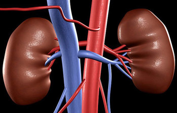 কিডনি ক্ষতি হওয়ার ৯টি কারণ জেনে নিন